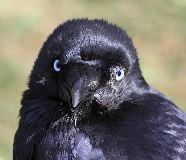 istock Black Crow with Blue Eyes Close-Up 2209871415