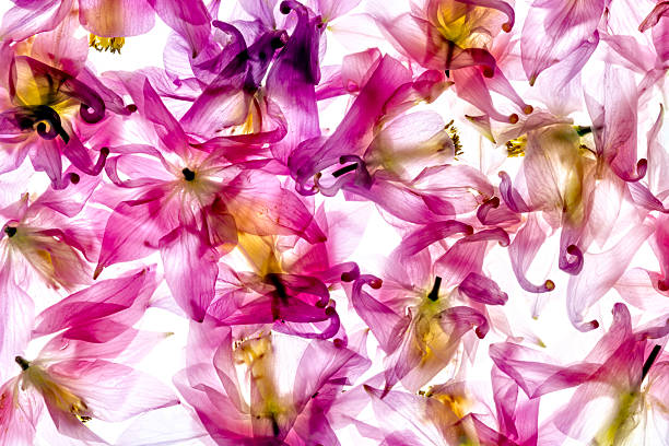 columbine flowers flower head for background from Sweden nature