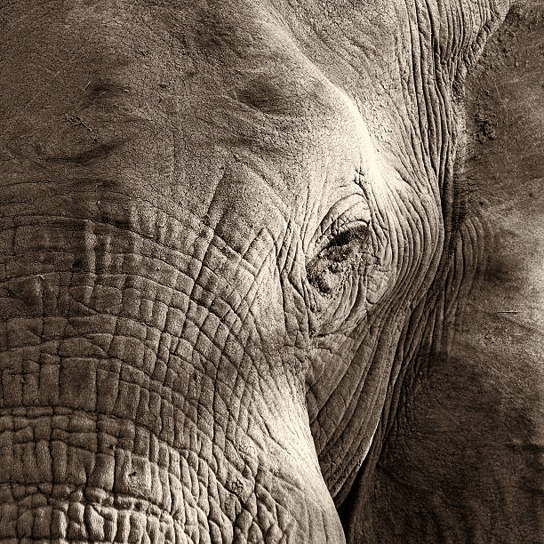 istock Big tusker Craig close view 2209875810