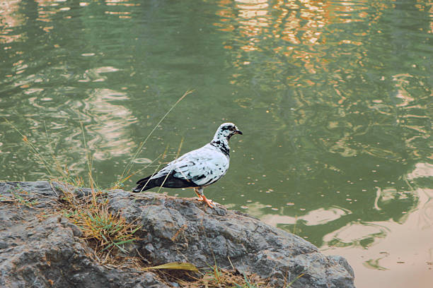 A tranquil scene of a pigeon standing by a pond during sunset, with its reflection mirrored in the calm water. The warm evening light enhances the serene atmosphere, highlighting the peaceful coexistence of urban wildlife.