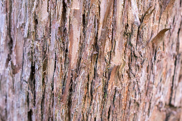 Tree trunk with a brown bark. The bark is rough and has many small holes. The bark is also covered in small bumps.