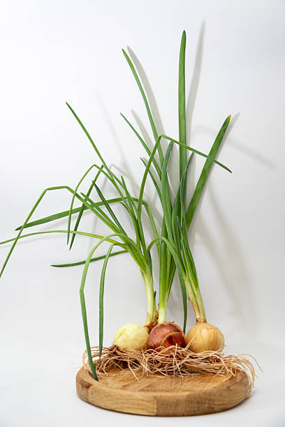 istock green sprouted onion with roots on a white background 2209878508