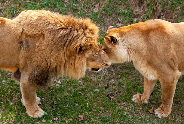 istock Lion and lioness sniff each other 2209878627