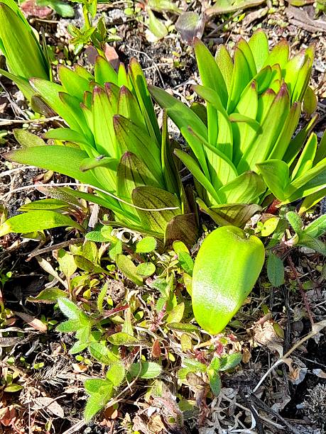 istock Leaves of Lily flower 2209880114