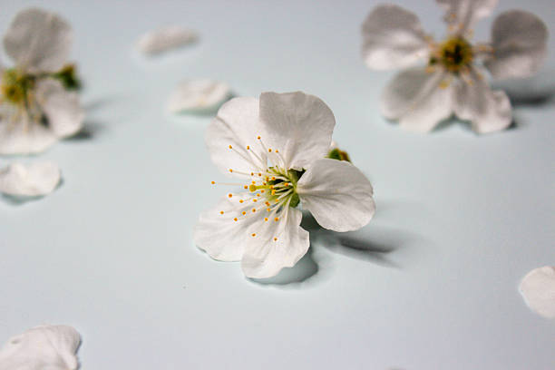 istock White cherry tree flowers on the light blue background 2209880347