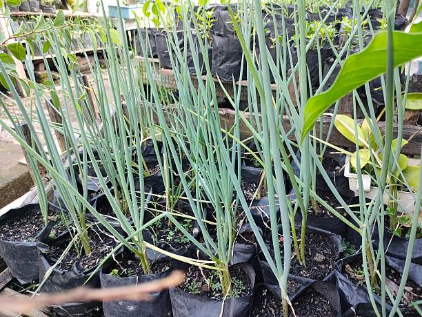 istock Green Onion Plants in Plastic Grow Bags 2209881285