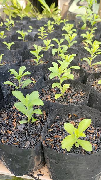 istock Stevia Plant Seedlings in Plastic Grow Bags 2209882214