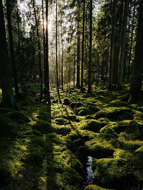 istock Sunlit Forest with Mossy Ground and Streaming Light Through Trees 2209885776