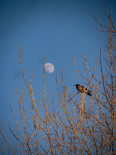 istock Bird Sitting on Bare Tree Branches Against a Dawn Sky with the Moon 2209885870