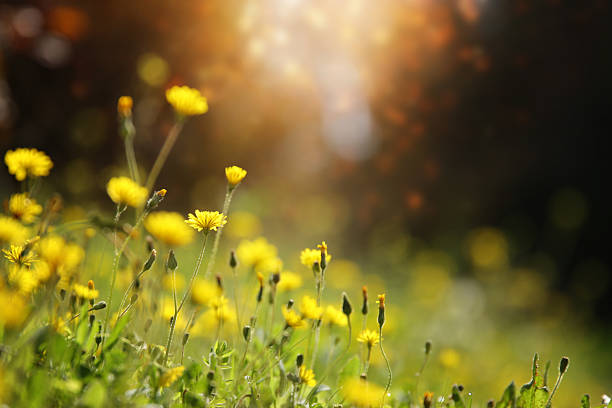 istock blooming flowers in the forest at springtime 2209889347