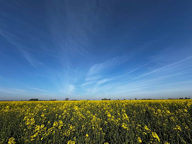 istock Beautiful day looking across oil seed rape field 2209889397