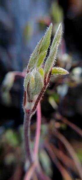 istock Fluffy clematis buds close-up 2209891931