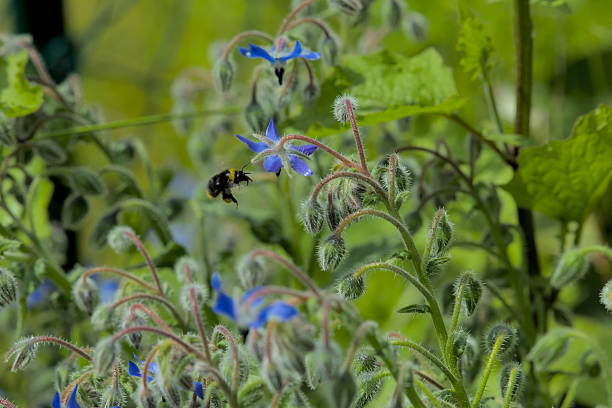 Borage flowers with a honey bee on a meadow with green bokeh background.