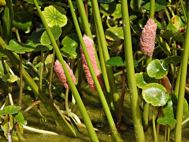 Female invasive apple snails lay their eggs just about the waterline on plants or structures like rocks, logs, or walls, usually at night. The individual eggs are small (2 -3 mm) and round and bright pink. Each egg cluster contains around 500 eggs. The egg cluster gradually changes shade, becoming paler as the eggs get closer to hatching.