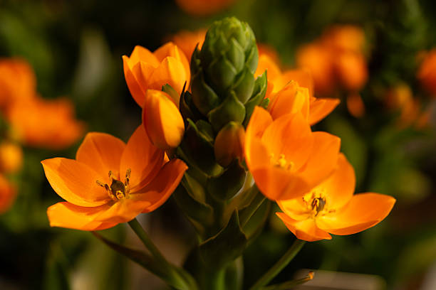 istock Sun Star (Ornithogalum) in blossom 2209899924