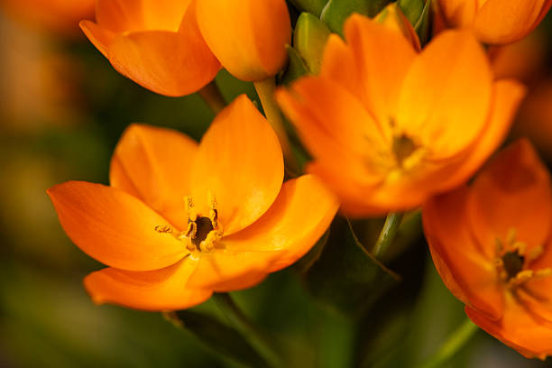 istock Sun Star (Ornithogalum) in blossom 2209899942