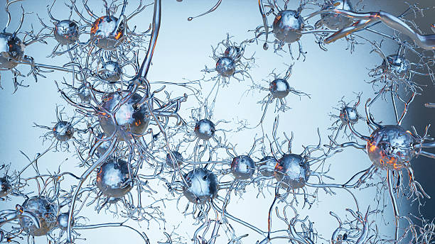 istock Human nervous system anatomy, Neurons or nerve cells, nerve communication, the cerebral cortex, active neurone, Neurogenesis, Neurotransmitters, Synapse Process in The Brain, Neuronal 3d render 2209901495