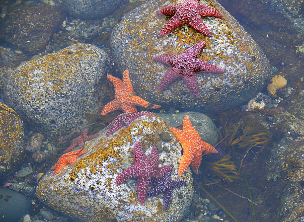 istock Low tide in the Pacific Ocean 2209902274