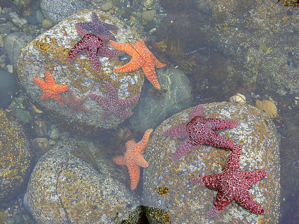 istock Low tide in the Pacific Ocean 2209902275