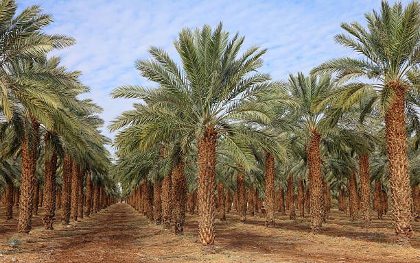 istock Date palm plantations agricultural industry 2209902325
