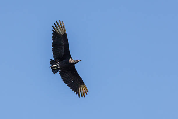 istock Black Vulture (Coragyps atratus) flying in the sky. 2209903164