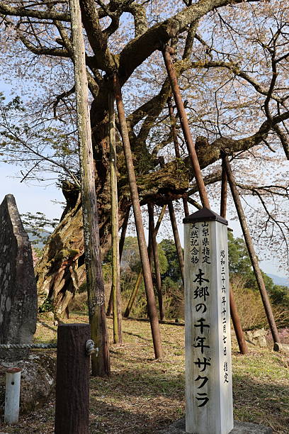 istock Millennium Cherry Blossoms of Hongo 2209905775
