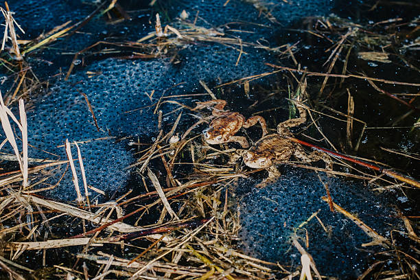 Toad eggs in long gelatinous strands under the pond surface, showing the secret beginnings of amphibian life and seasonal nature