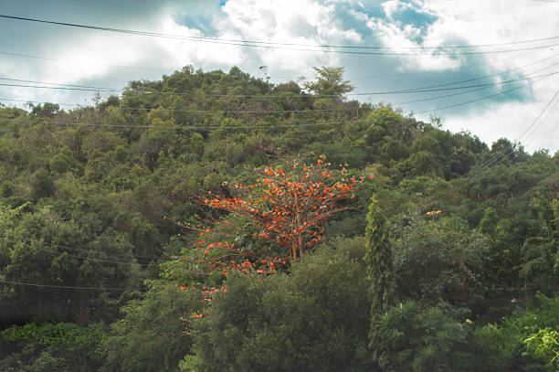 istock Red almond tree in the middle of the trees. 2209907822