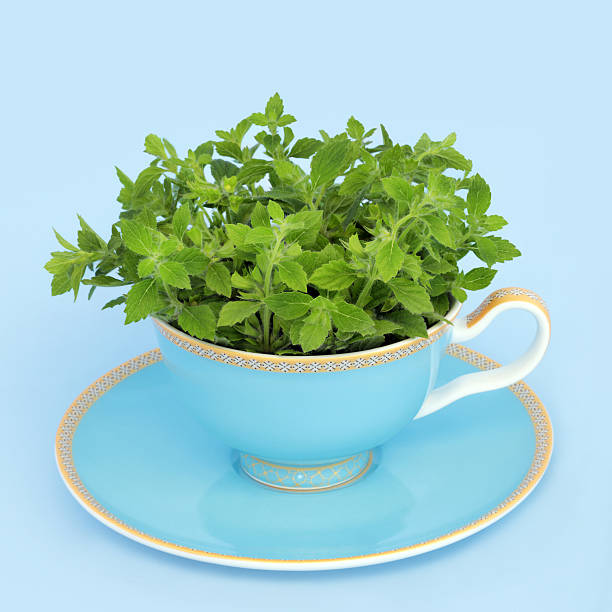 Lemon balm her abstract with luxury teacup and fresh green leaves. Herbal health drink surreal art on blue background. Natural alternative medicine. Melissa.