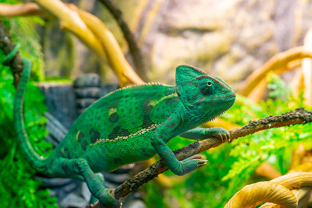istock Young green chameleon on a branch. Cute pet. 2209909202