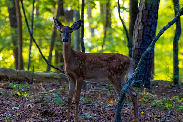 istock Young Deer Standing Alert in Forest Clearing 2209909526