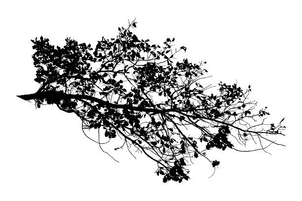 istock Vector illustration of autumn oak branch on white background 2209911635