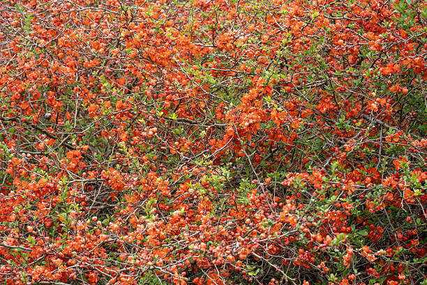 Flowering quince in Spring