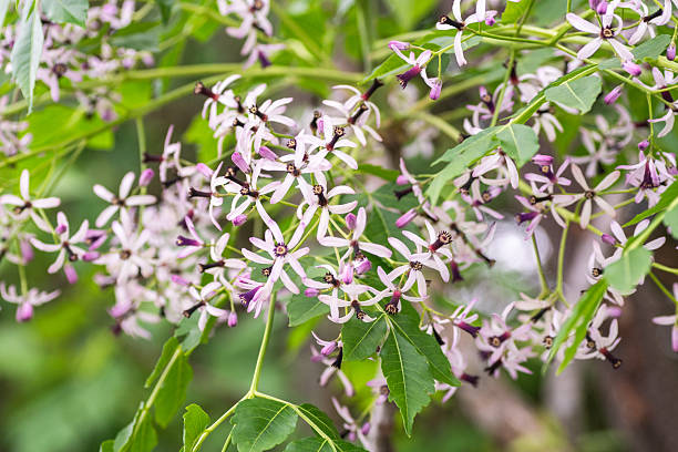 istock Native wildflowers blooming in spring time, Austin, Texas 2209912415