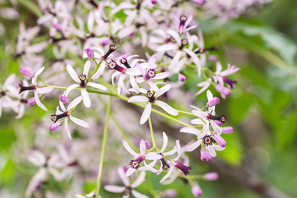 istock Native wildflowers blooming in spring time, Austin, Texas 2209913392