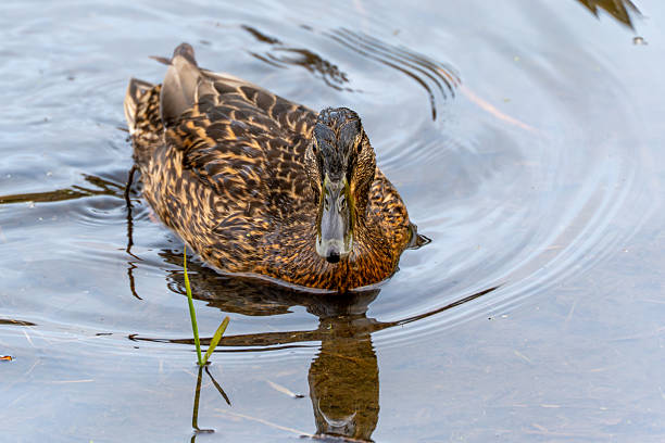 istock A duck is swimming in a pond 2209913445