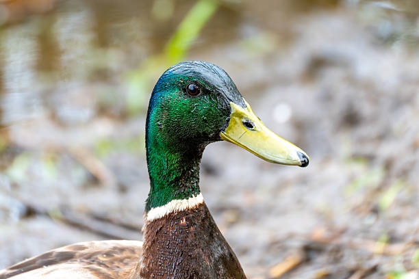 istock A duck is standing in the water 2209913519
