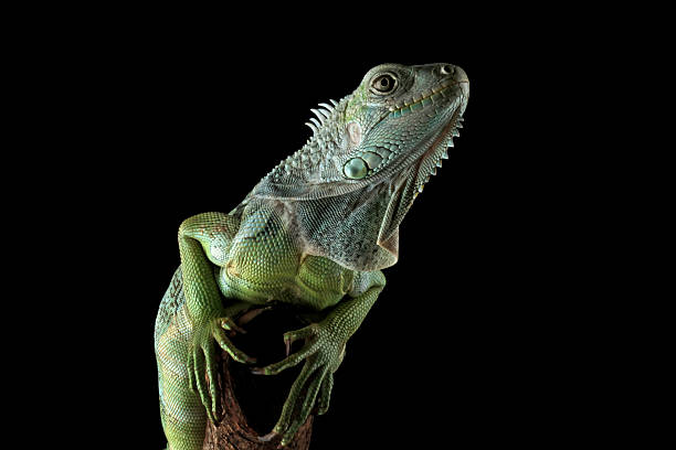 istock green iguana isolated on black background 2209918141