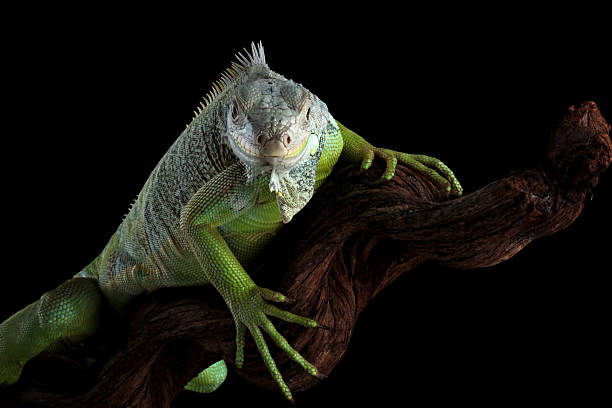 istock green iguana isolated on black background 2209918150