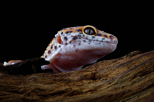istock Close-up of a head leopard gecko lizard, eublepharis macularius 2209918172