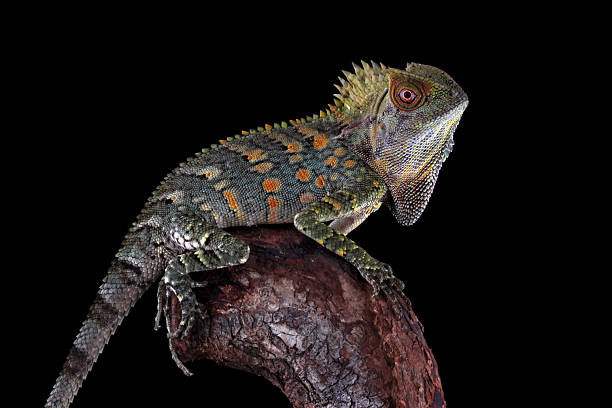 istock Forest dragon reptile on a branch, Gonocephalus chamaeleontinus 2209918179