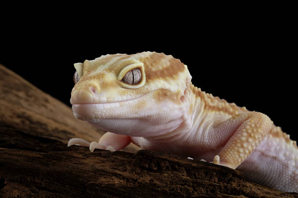 istock Close-up of a head leopard gecko lizard, eublepharis macularius 2209918223
