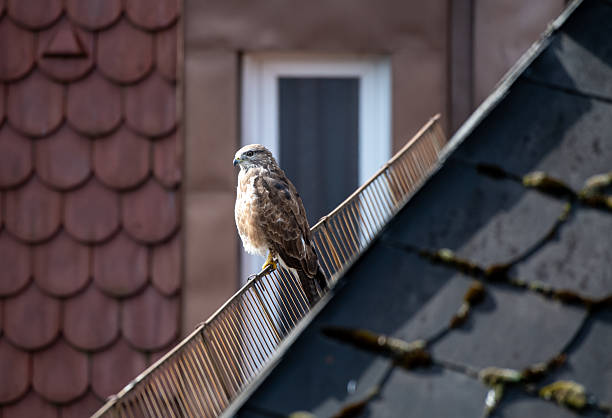 istock A buzzard sits on a roof in a city 2209920812