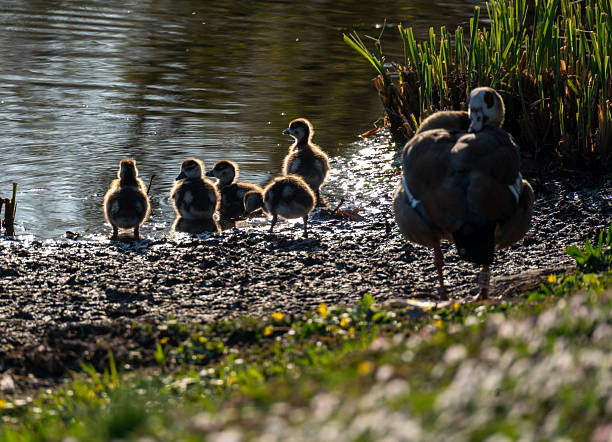 istock Egyptian geese with their chicks at the pond 2209920925