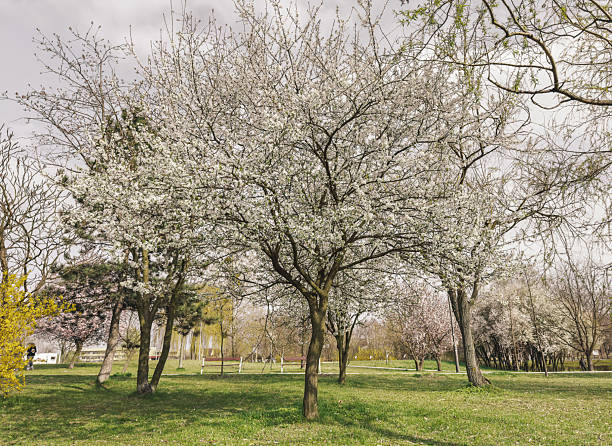 Close-up of blossoming fruit tree with white flowers and jasmine. A symbol of renewal, seasonal change, and serene floral elegance in nature.