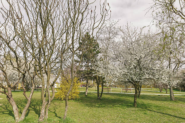 Close-up of blossoming fruit tree with white flowers and jasmine. A symbol of renewal, seasonal change, and serene floral elegance in nature.