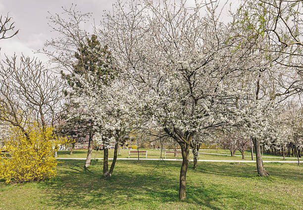 uzhgorod, ukraine - 26 apr 2015: masaryk square in spring. sakura tree in full blossom. wooden bench near the paved footpath under the pink cherry blossom on a sunny day