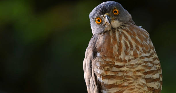istock Closeup crested goshawk, striking orange eyes, blurred green, Thailand 2209923183