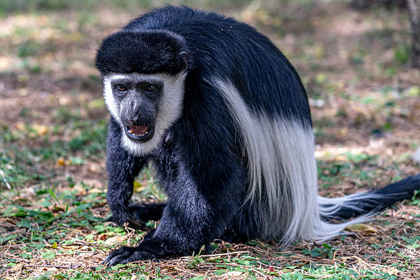 istock Ethiopia, wild Abyssinian colobus monkeys 2209923605