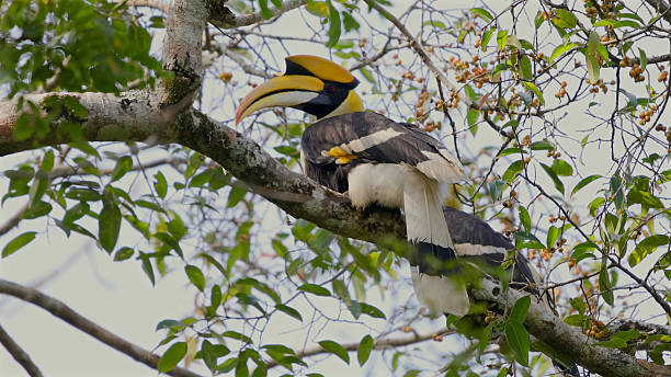 istock Hornbill perched on tree branch surrounded by green leaves Great 2209925910